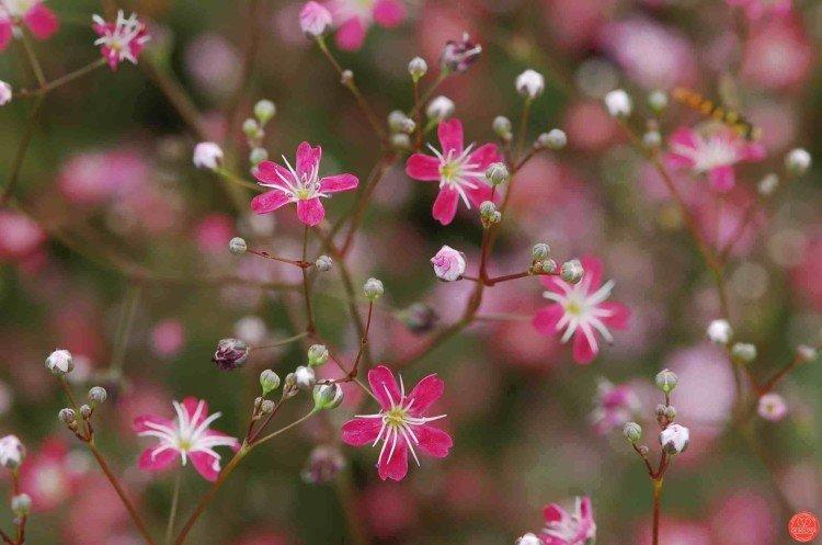 Gypsophile - photo