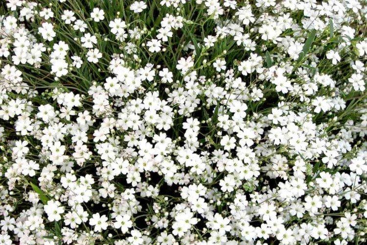 Gypsophile - photo