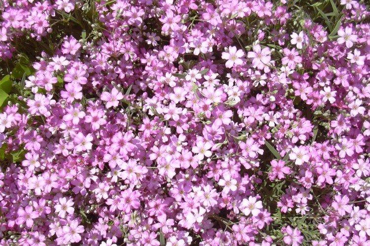 Gypsophile du Pacifique