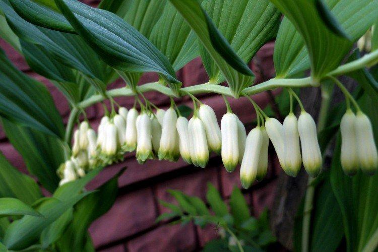 Mauvaises herbes Mauvaises herbes