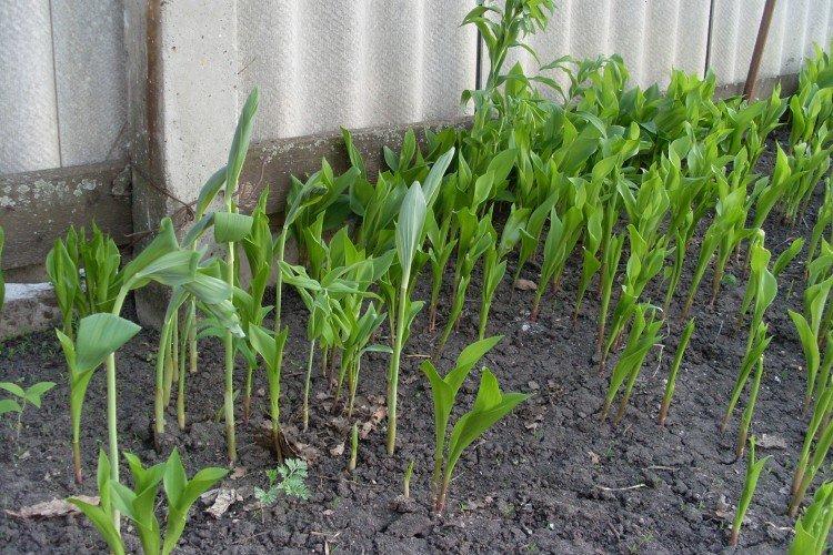 Plantation et sélection Plantation et sélection