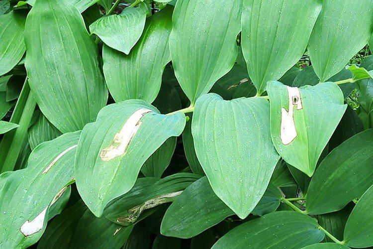 Lutte contre les parasites et les maladies Lutte contre les parasites et les maladies