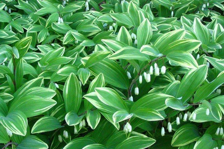 Kupena - photo Kupena - photo