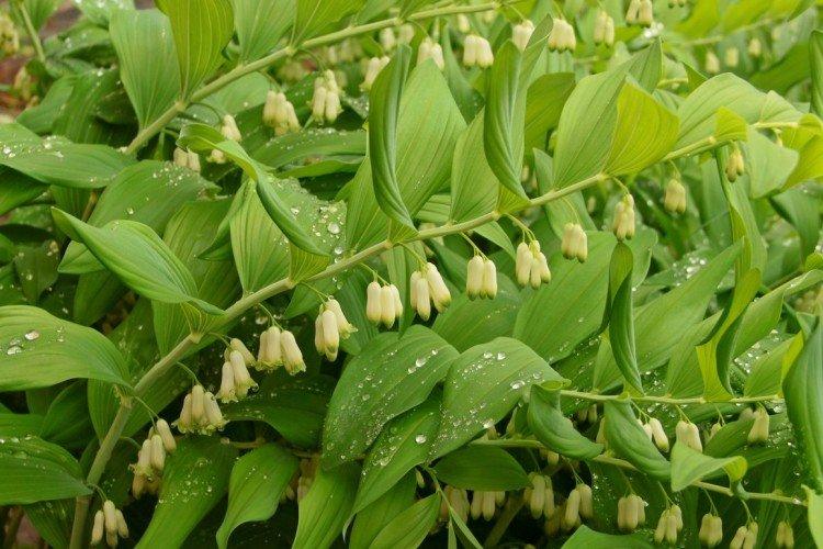 Kupena parfumé Kupena parfumé