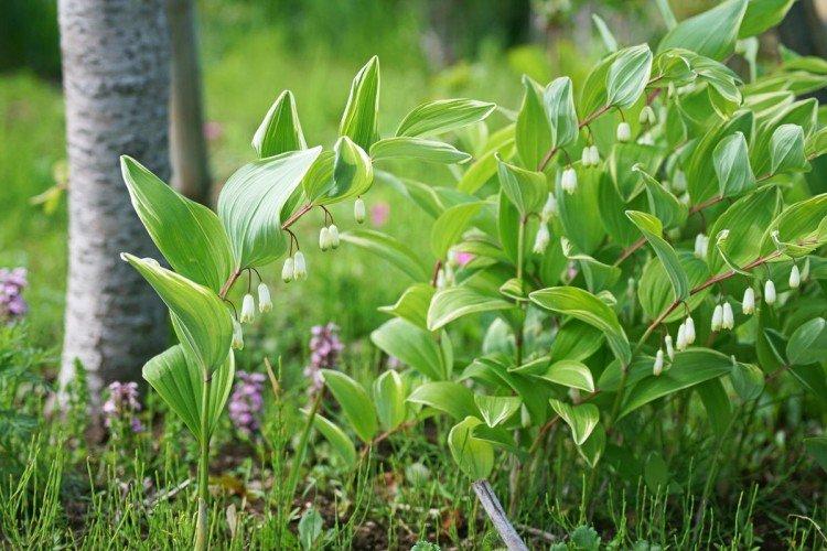 Kupena - photo Kupena - photo