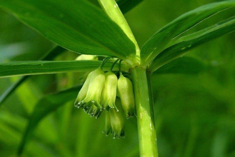 Kupena - photo Kupena - photo