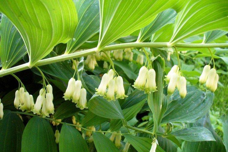 Kupena - photo Kupena - photo