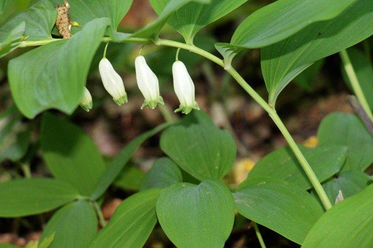 Kupena - photo Kupena - photo