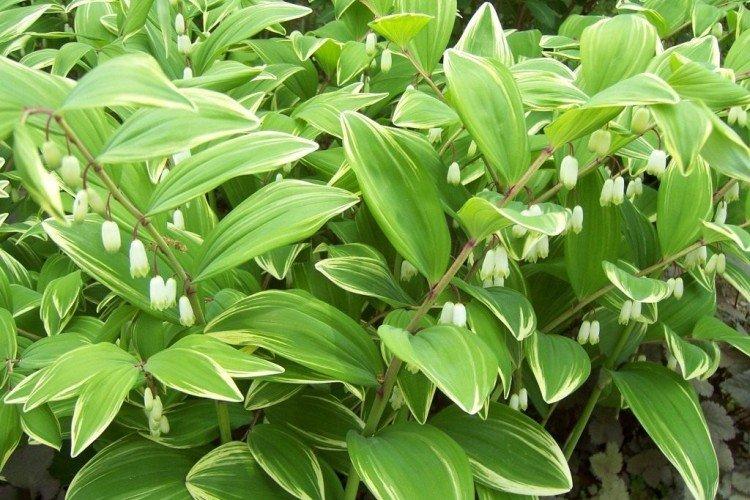 Kupena - photo Kupena - photo