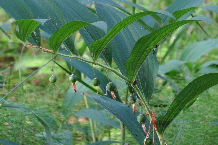 Kupena - photo Kupena - photo