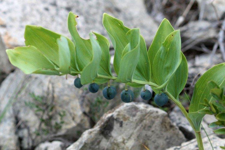 Kupena - photo Kupena - photo