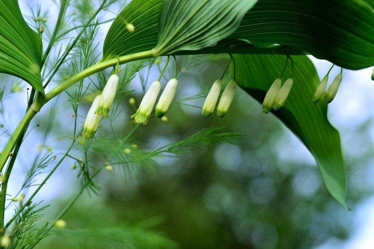 Kupena - photo Kupena - photo