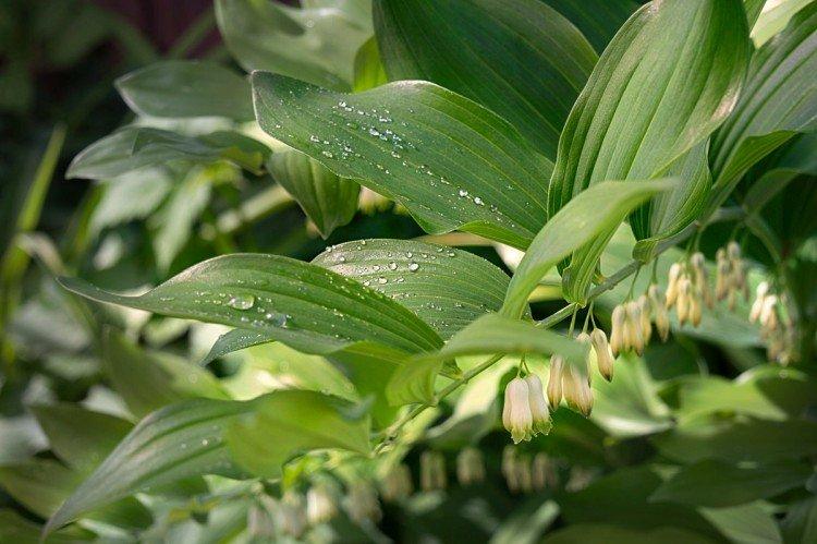 Kupena - photo Kupena - photo