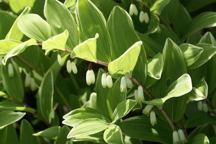 Kupena - photo Kupena - photo