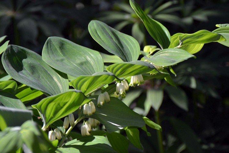 Kupena - photo Kupena - photo