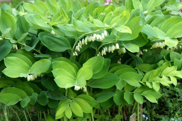 Kupena - photo Kupena - photo