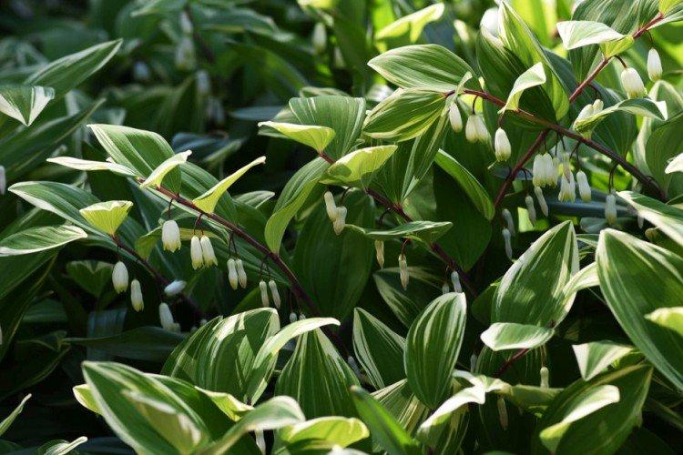 Kupena - photo Kupena - photo