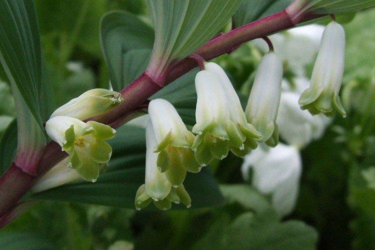 Kupena - photo Kupena - photo