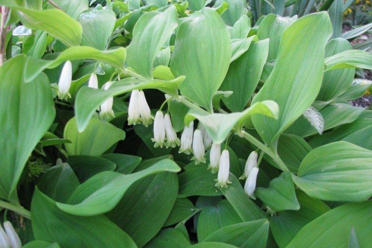 Kupena - photo Kupena - photo