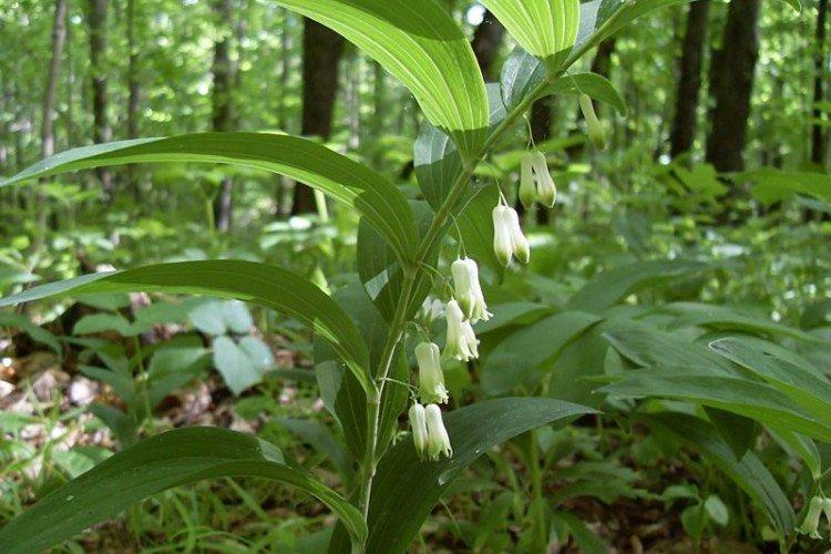 Kupena - photo Kupena - photo