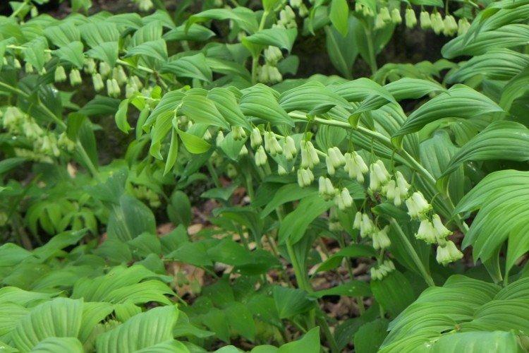 Kupena - photo Kupena - photo