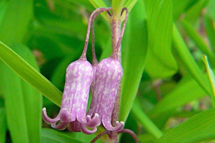 Kupena Pratty Kupena Pratty