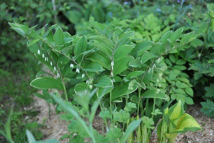 Kupena - photo Kupena - photo