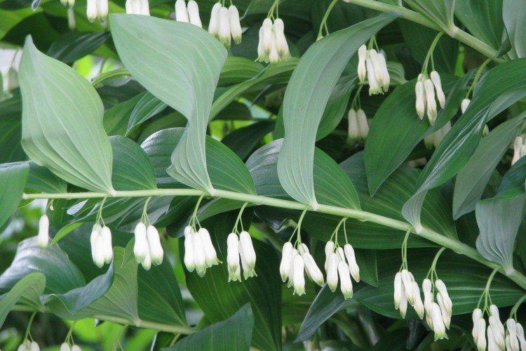 Buisson à fleurs multiples Buisson à fleurs multiples