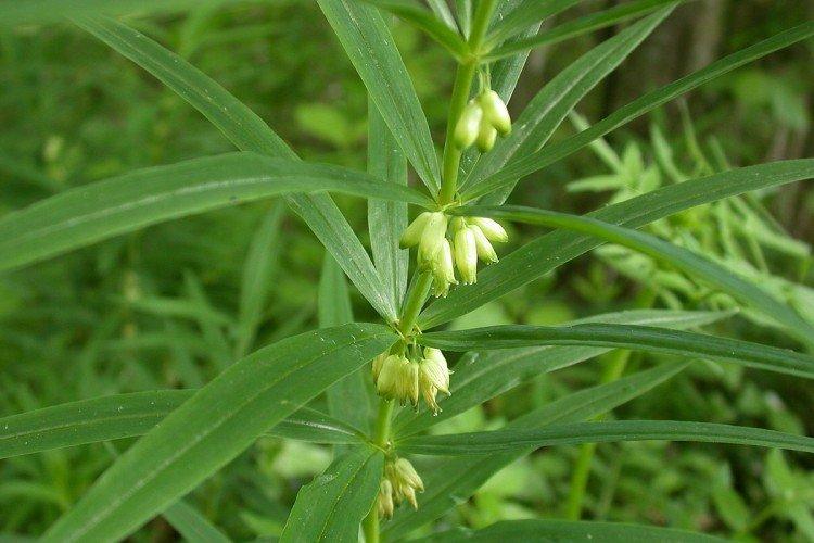 Kupena verticillée Kupena verticillée