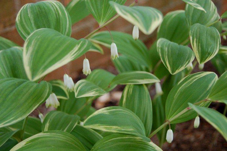 Tubercule croissant Tubercule croissant