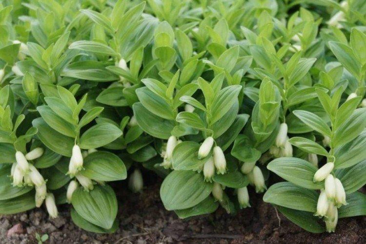 Acheter bas Acheter bas