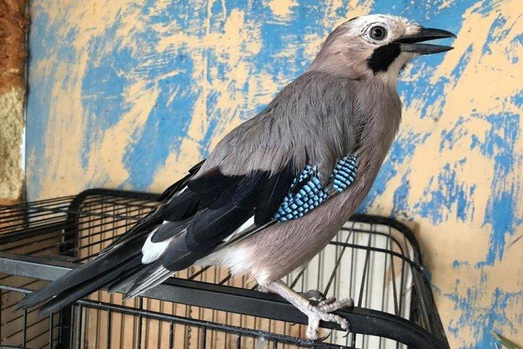 Rester en captivité