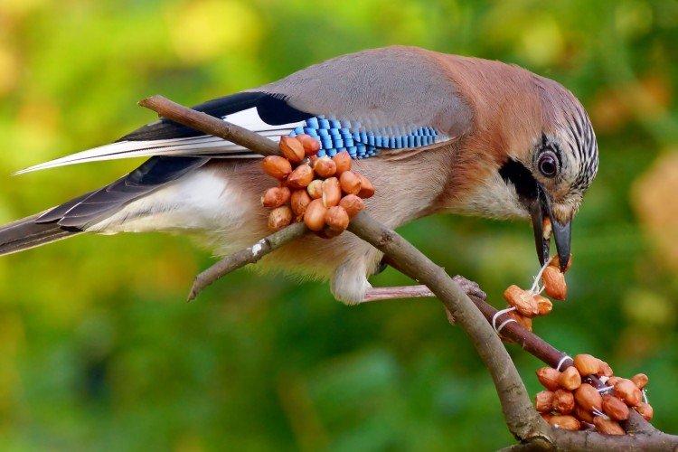 Geai - photo d'oiseau