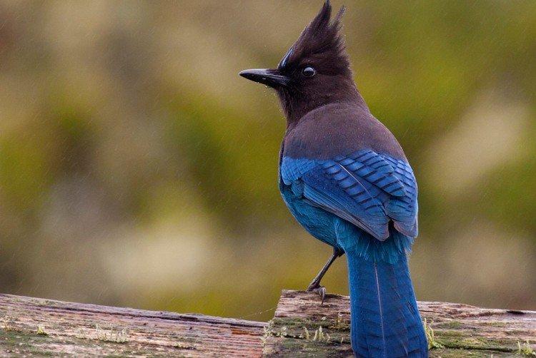 Geai - photo d'oiseau