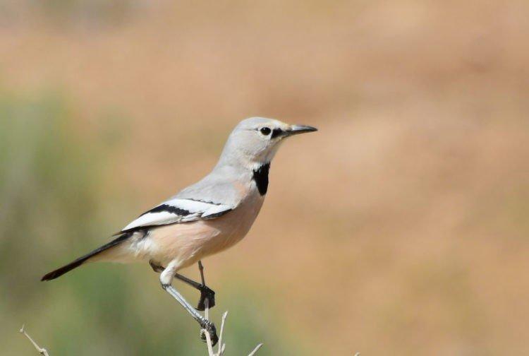 Geai - photo d'oiseau
