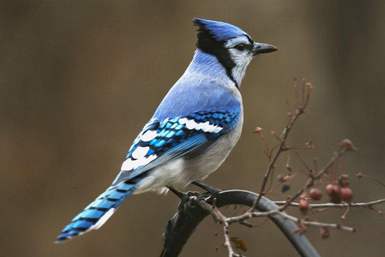 Geai - photo d'oiseau