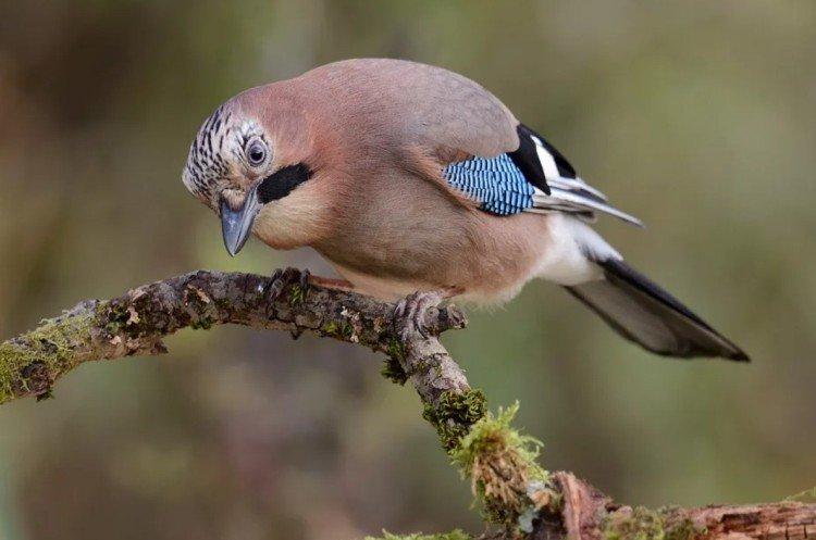 Geai - photo d'oiseau