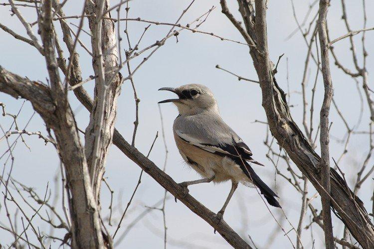 Geai - photo d'oiseau