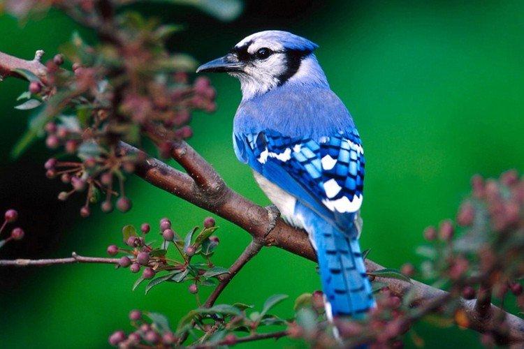 Geai - photo d'oiseau