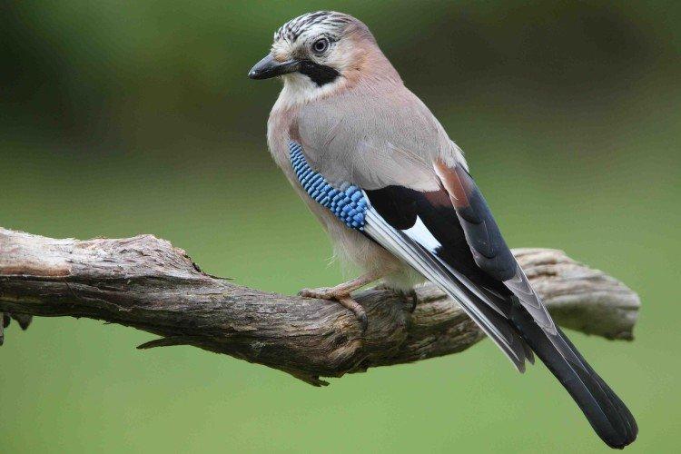 Combien de geais vivent