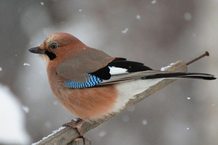 Geai - photo d'oiseau