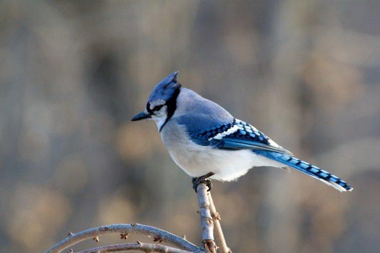 Geai - photo d'oiseau