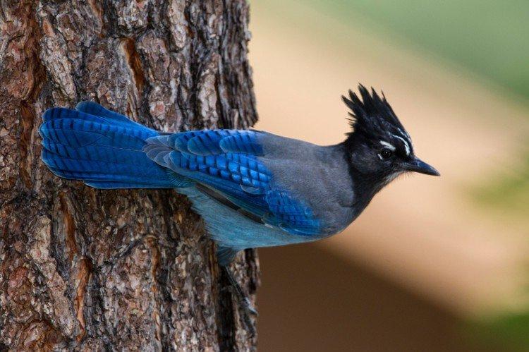 Geai - photo d'oiseau