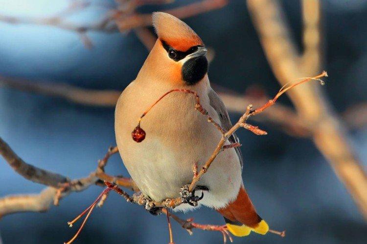 Jaseur - photo d'oiseau