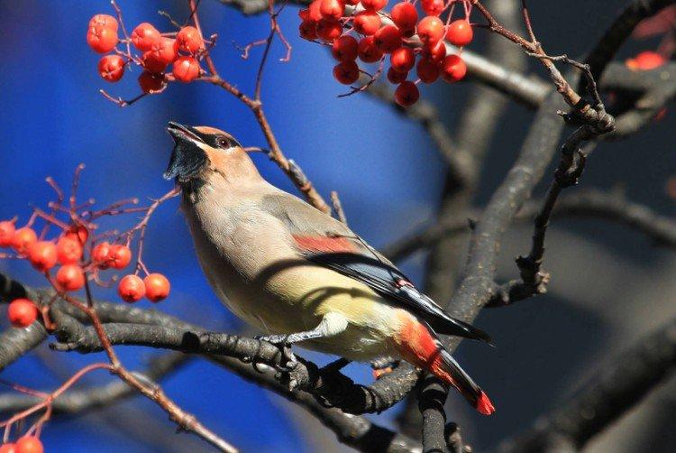 Jaseur - photo d'oiseau