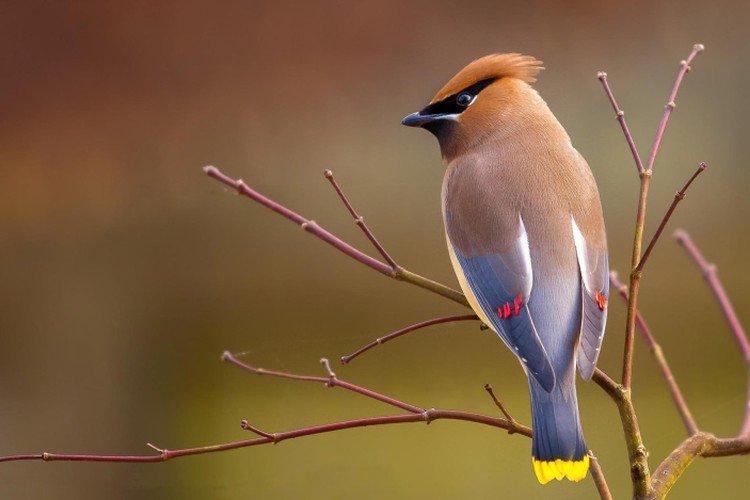 Jaseur - photo d'oiseau