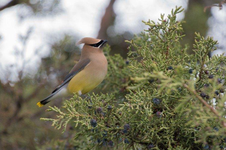 Jaseur - photo d'oiseau