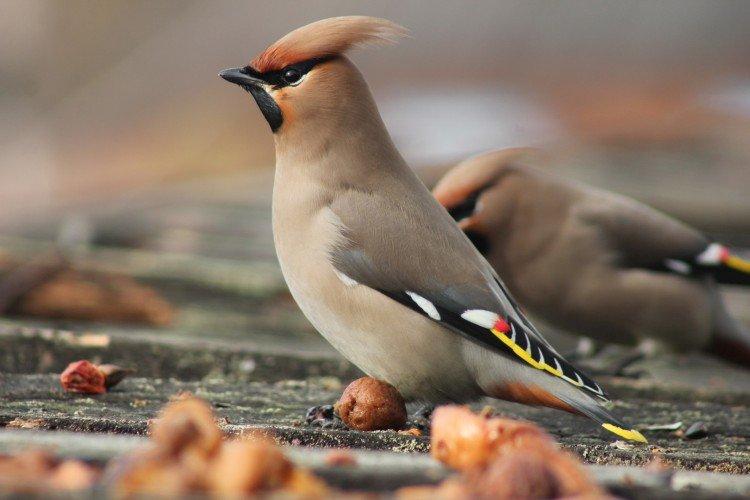 Jaseur - photo d'oiseau