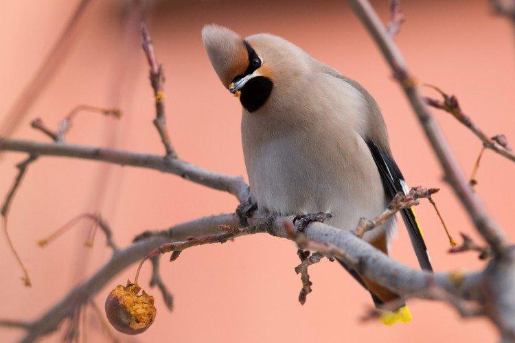 Jaseur - photo d'oiseau