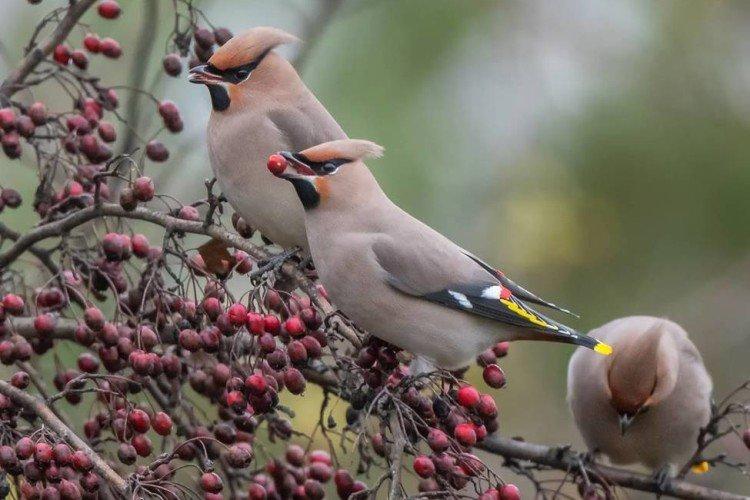 Jaseur - photo d'oiseau